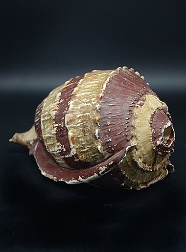 Meeresschnecke Muschel - Adja - Togo