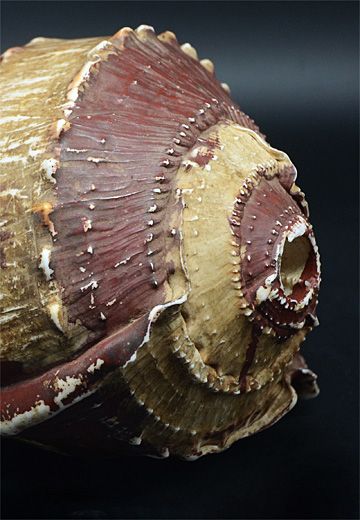 Conch shell - Adja - Togo