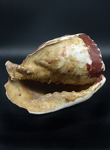 Conch shell - Adja - Togo