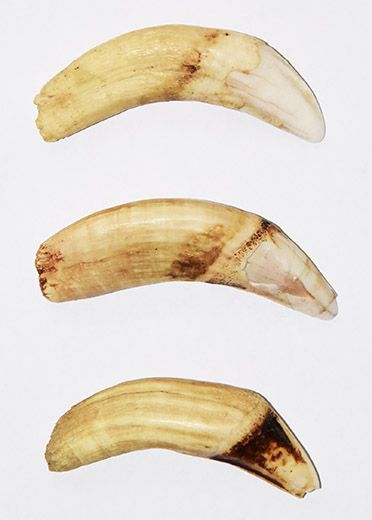 Drei L�wenz�hne - Ostafrika