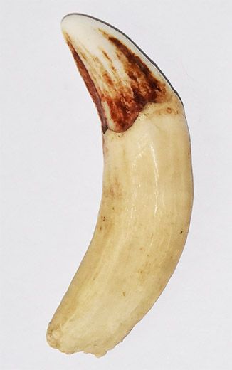 Drei L�wenz�hne - Ostafrika